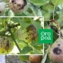 Parshus na jablkovom strome a hruške: ako sa vysporiadať s touto chorobou a zabrániť jej vývoju